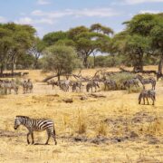 Tanzania: A Safari for Every Traveler